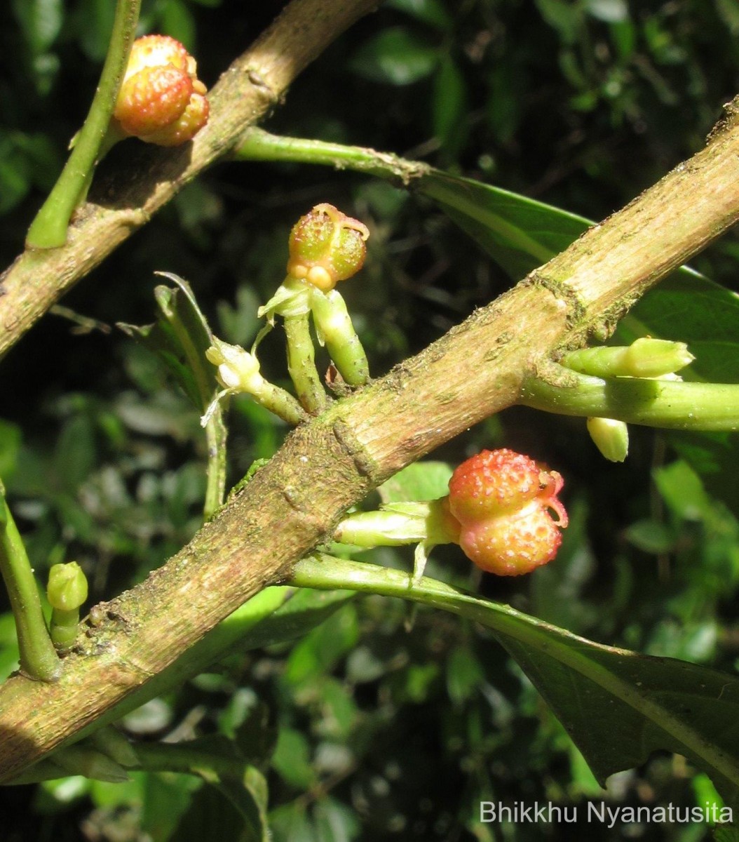 Agrostistachys indica Dalzell